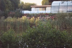 IMG00029