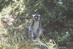 IMG00066