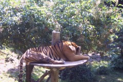IMG00070