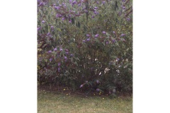 12_bloemen_op_de_camping