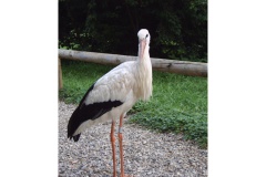 176