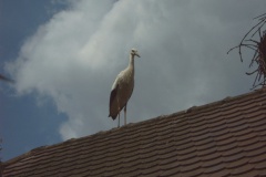 181