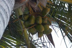 Afbeelding_072