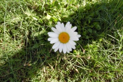 SAM_0099