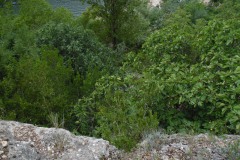 SAM_0134