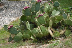 SAM_0165