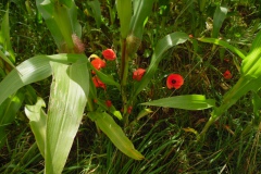 SAM_0320