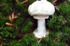 SAM_0339