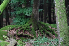 SAM_0349