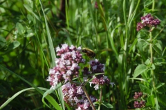 SAM_0358