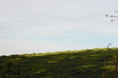 SAM_0361