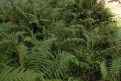 SAM_0401