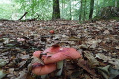 SAM_0862
