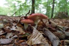SAM_0863