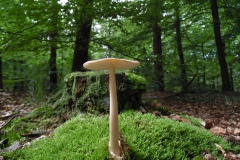 SAM_0865