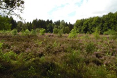 SAM_0870