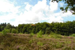 SAM_0871