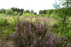 SAM_0873