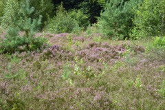 SAM_0874