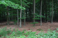 SAM_0875