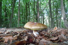 SAM_0877