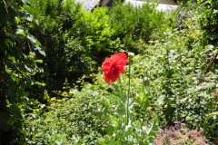 SAM_1374