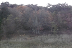 SAM_1428